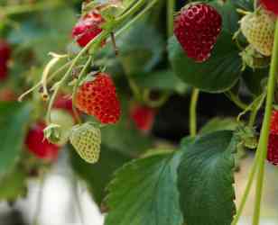 Erdbeeren richtig anpflanzen und pflegen