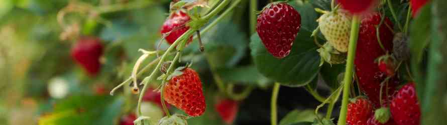 Erdbeeren richtig anpflanzen und pflegen