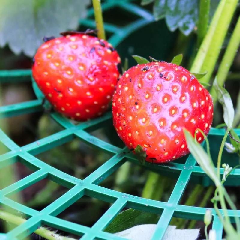 Erdbeer-Reifer aus Kunststoff