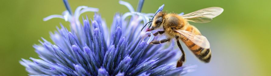 Bienenfreundliche Pflanzen, Kräuter & Stauden (nektarreich)
