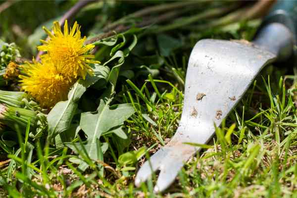 Kleingeräte für Unkraut im Garten entfernen