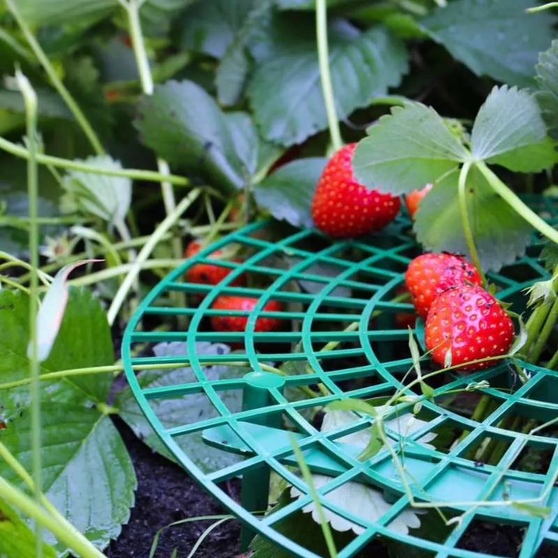 Erdbeeren vor Schnecken, Fäulnis und Feuchtigkeit schützen