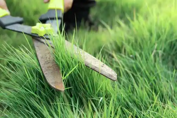 Rasenpflege - mit Grasscheren Rasenkanten schneiden