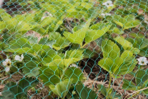 Vogelschutznetze für Beerensträucher & Obstbäume