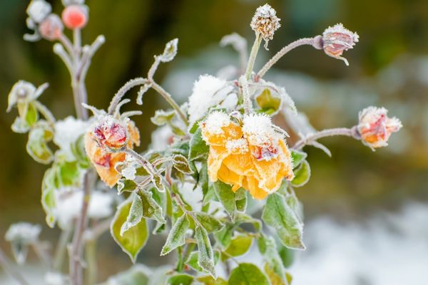 Winterschutz für Pflanzen im Garten